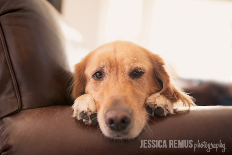 golden retriever inside on couch