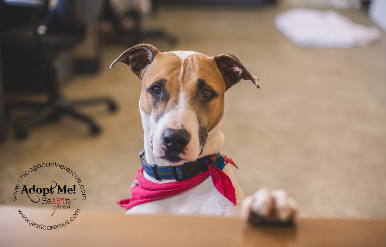 rescue dog pit bull mix photograph Chicago Canine Rescue