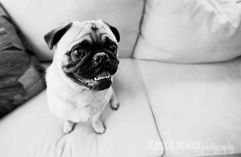 pug sitting on couch