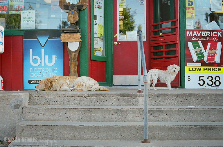 dog in front of shop