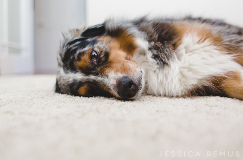 australian shepherd sleeping